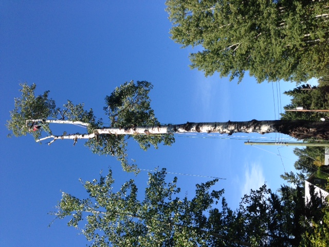 Tall tree with branches being carefully removed by a tree-care professional