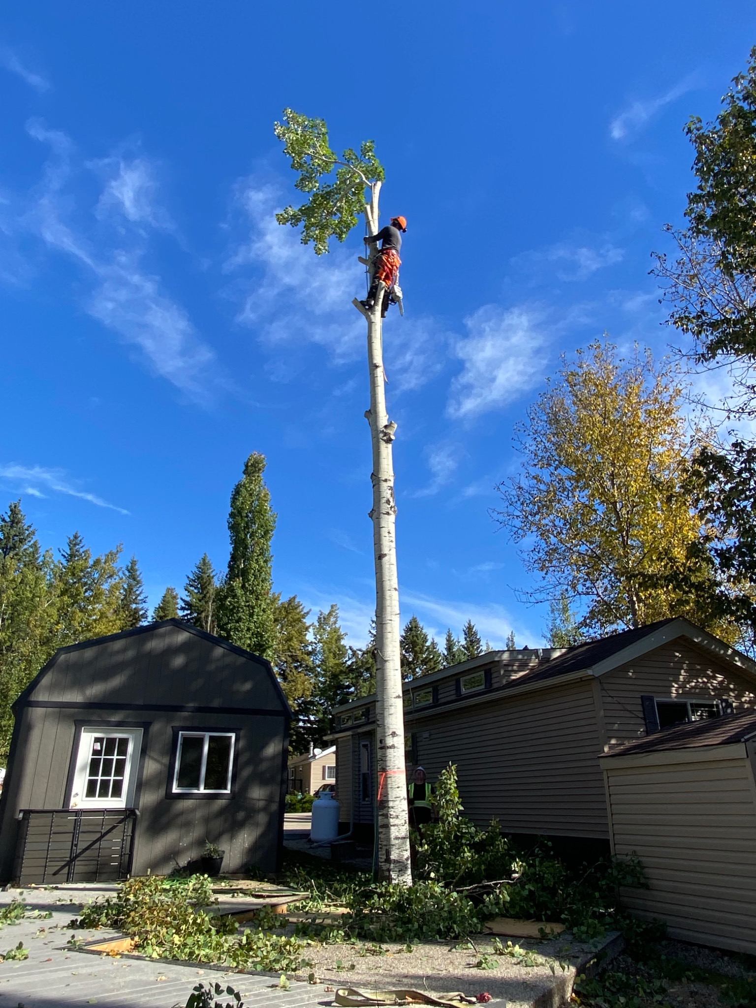 Tree-care professional working high on a tall trunk beside a residential property